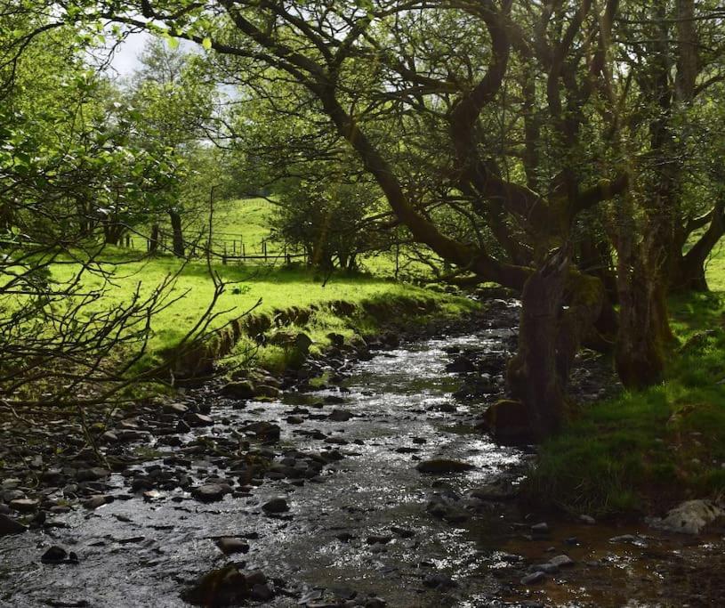 Luxury Lodge In The Treetops Llanbrynmair エクステリア 写真